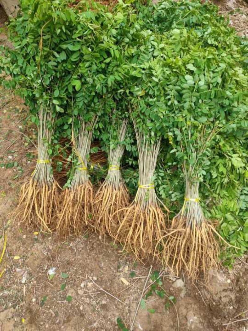 紫穗槐基地，规格齐全价格优惠，量大，另供大量刺槐