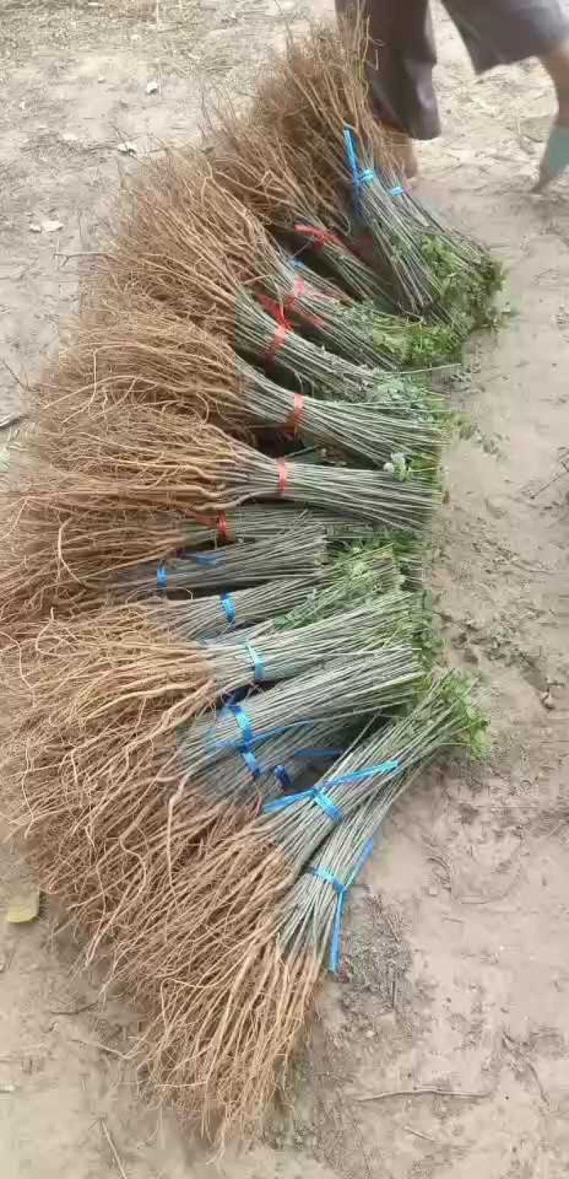 紫穗槐基地，规格齐全价格优惠，量大，另供大量刺槐