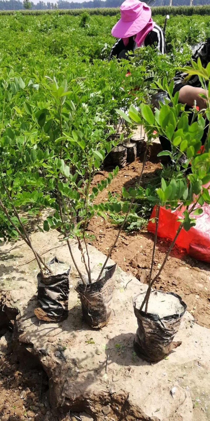 紫穗槐基地，规格齐全价格优惠，量大，另供大量刺槐