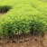 紫穗槐基地，规格齐全价格优惠，量大，另供大量刺槐