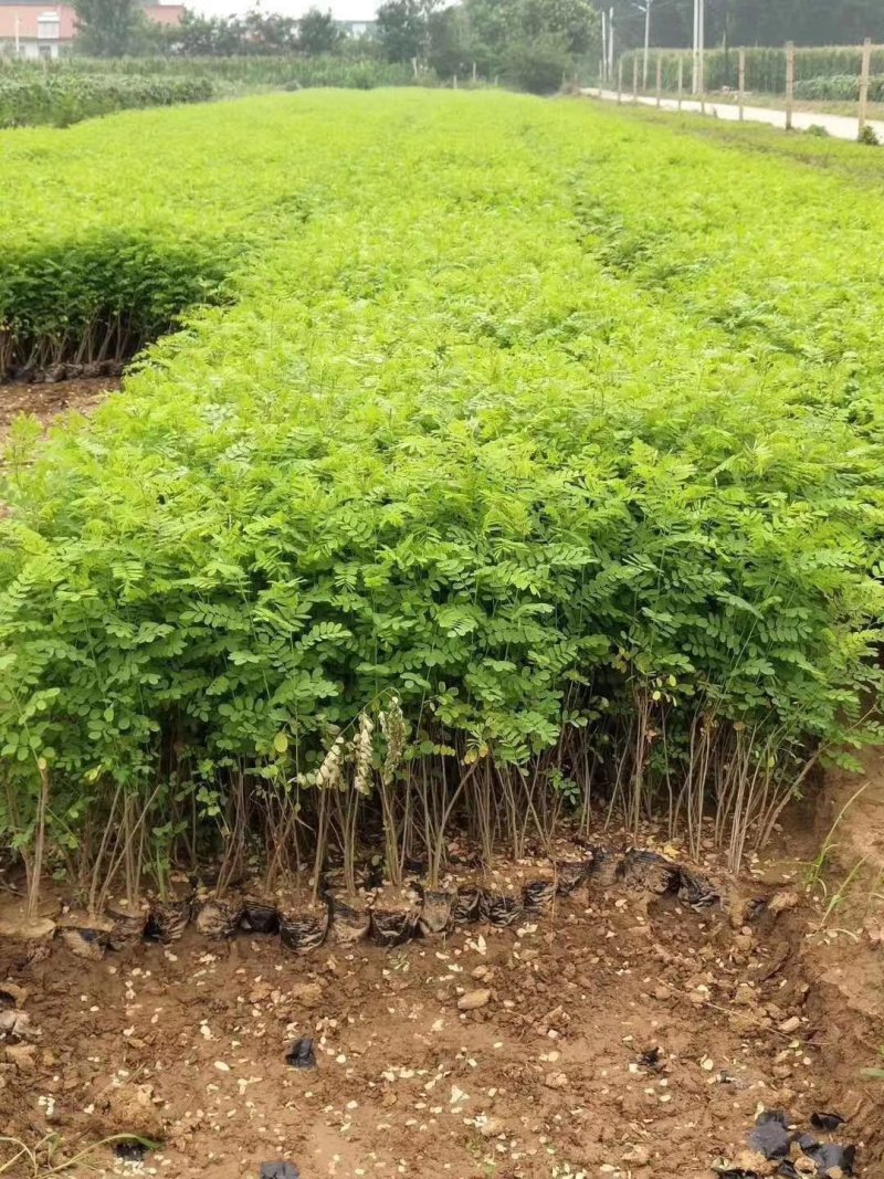 紫穗槐基地，规格齐全价格优惠，量大，另供大量刺槐