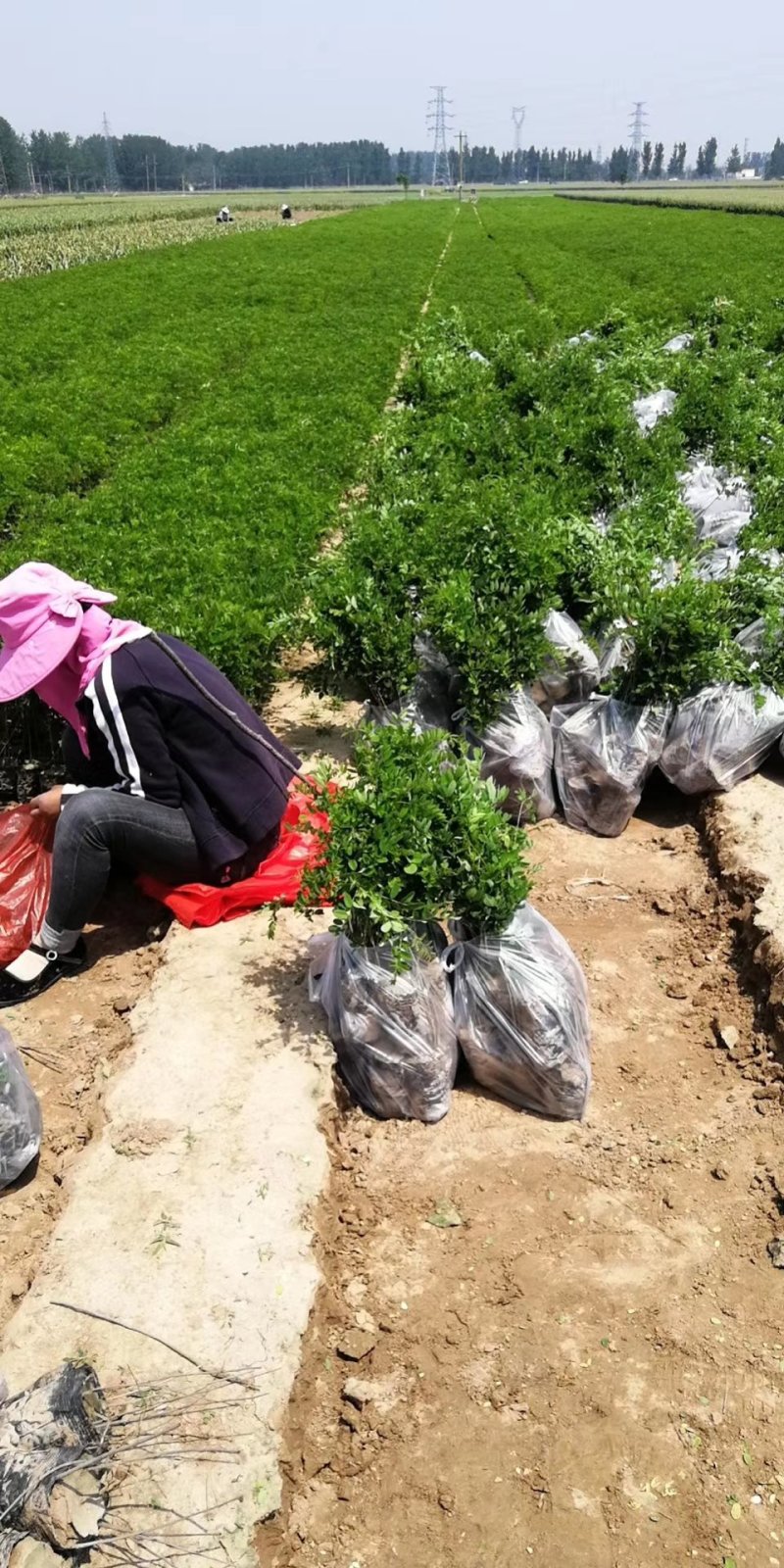 紫穗槐基地，规格齐全价格优惠，量大，另供大量刺槐