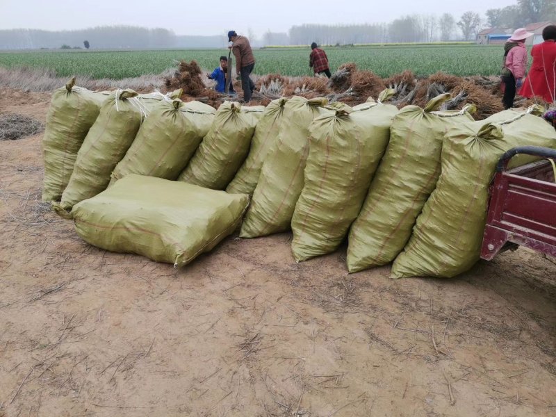 紫穗槐基地，规格齐全价格优惠，量大，另供大量刺槐