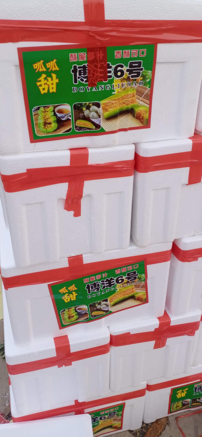 【热销】博洋9号甜瓜，皮薄肉厚基地直销保质保量持续时间长