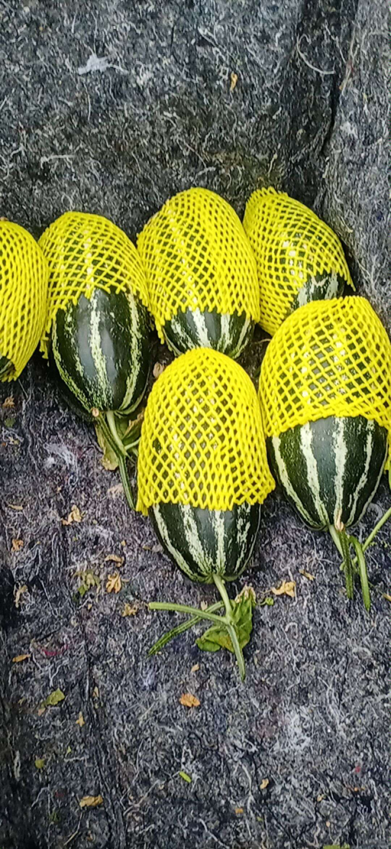 【热销】博洋9号甜瓜，皮薄肉厚基地直销保质保量持续时间长