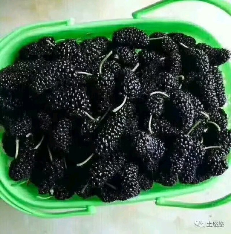 桑树苗黑珍珠果桑苗南北方都可种植口感甜