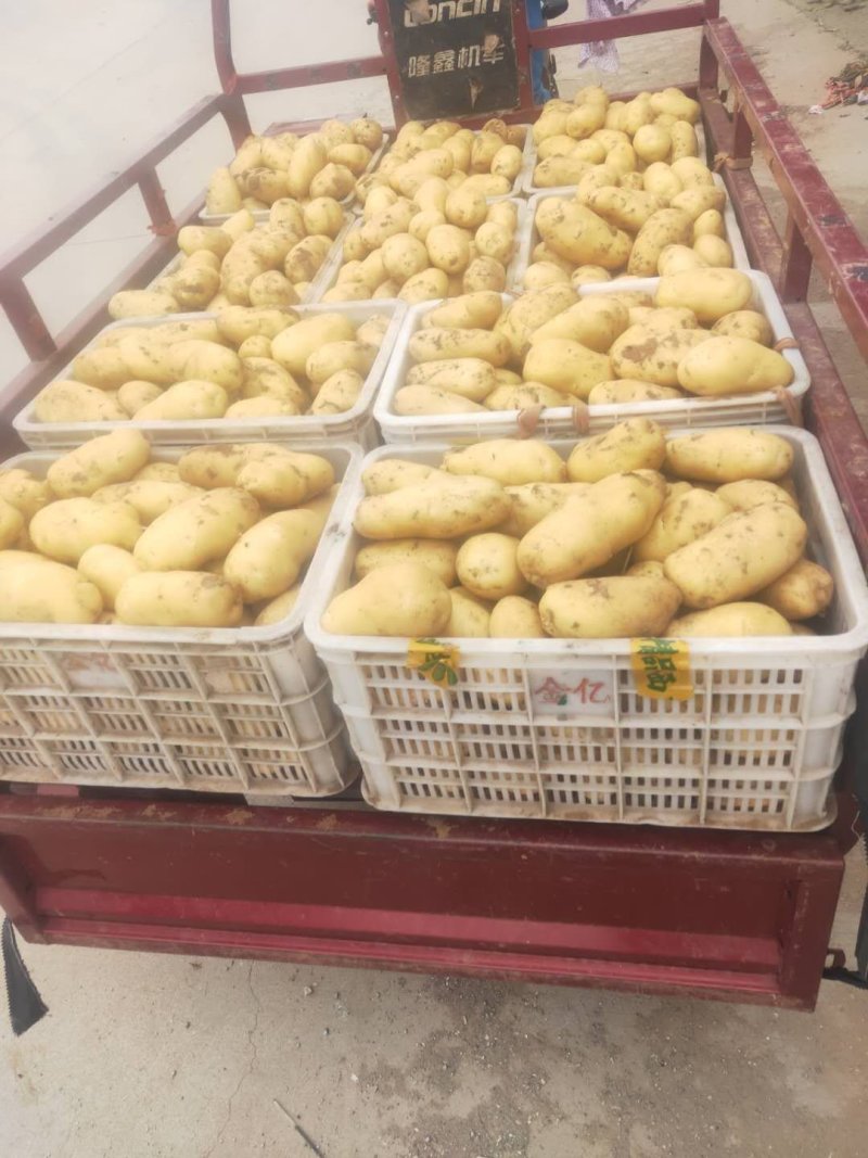 荷兰十五土豆，兰陵县黄心土豆，实力代办，诚信代发