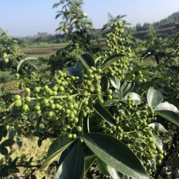 正宗重庆九叶青花椒产地直销价廉物美