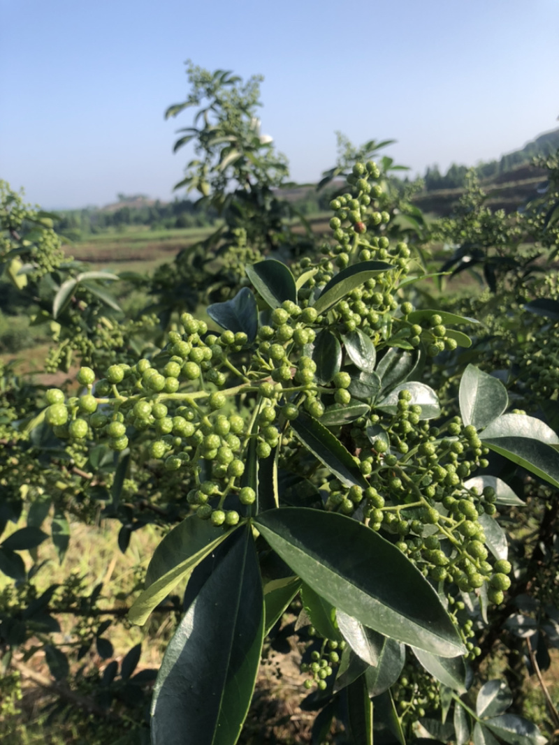 正宗重庆九叶青花椒产地直销价廉物美