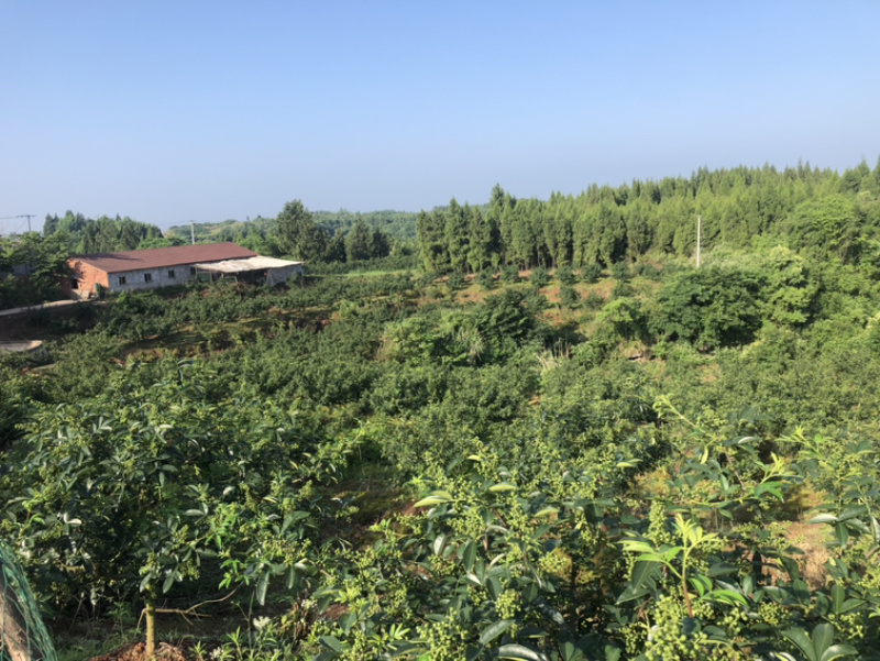 正宗重庆九叶青花椒产地直销价廉物美