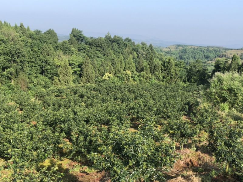 正宗重庆九叶青花椒产地直销价廉物美