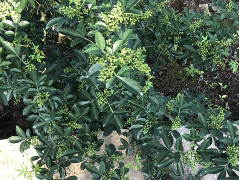 正宗重庆九叶青花椒产地直销价廉物美