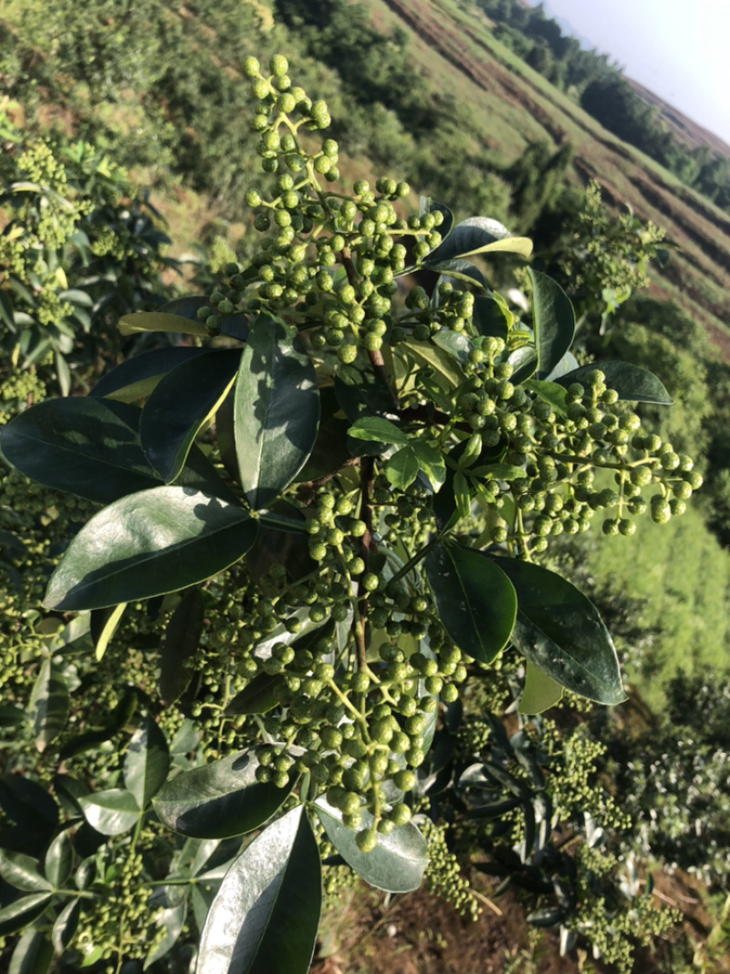 正宗重庆九叶青花椒产地直销价廉物美