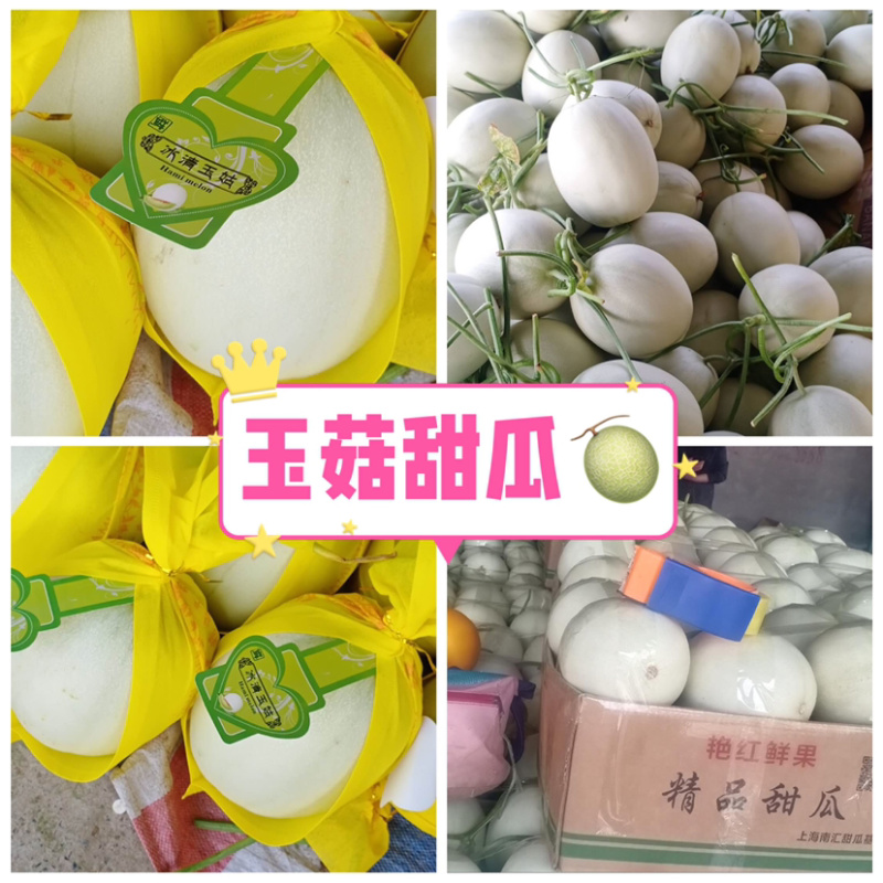 【热销】冰清玉姑甜瓜大量上市品质保障甜度高耐运输产地发货