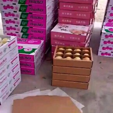 新沂水蜜桃开始订货，走车老板快来看下吧