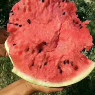 甜王西瓜纯沙地口感好质量保证