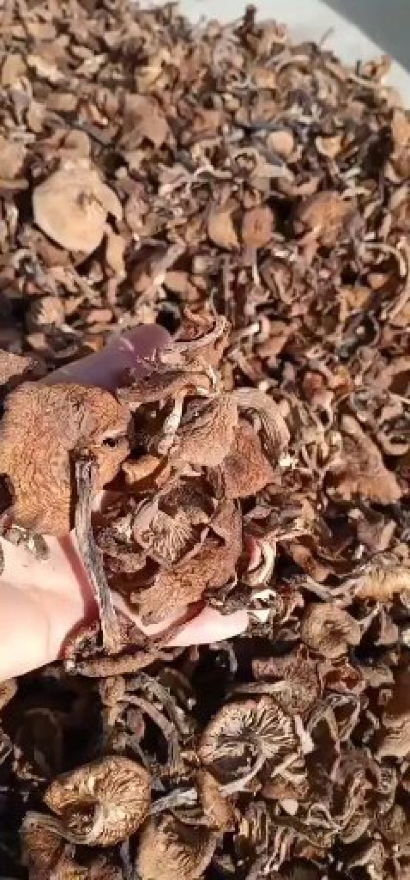 榛蘑去根，有烘干的，有晒干的，有丁，有片蘑菇，产地直销。