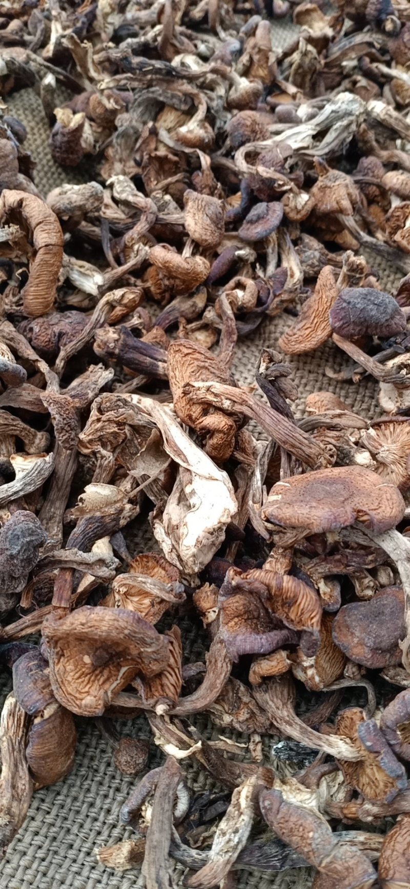 榛蘑去根，有烘干的，有晒干的，有丁，有片蘑菇，产地直销。