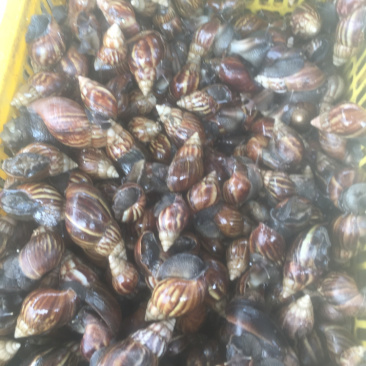 出售黑肉蜗牛