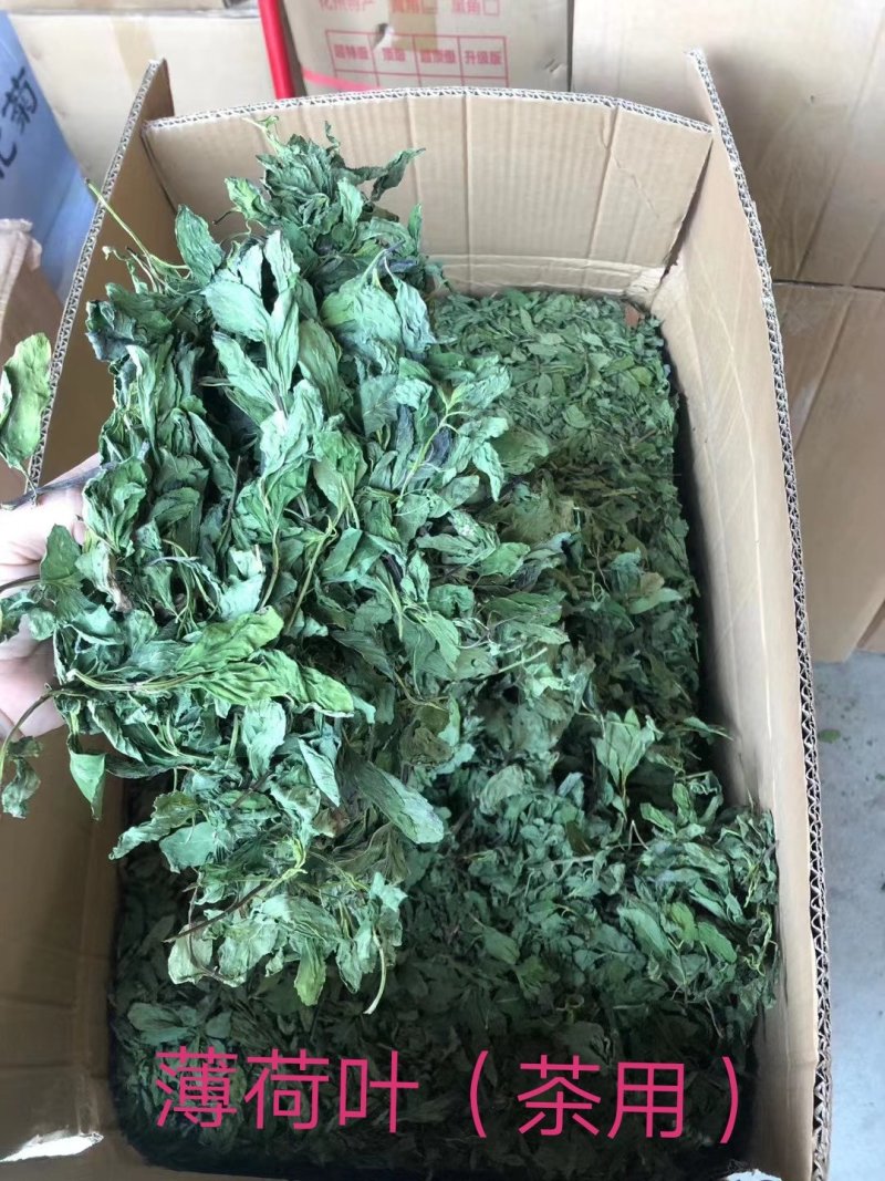 薄荷，广西薄荷切片，薄荷叶，颜色青绿，干度好气味浓！
