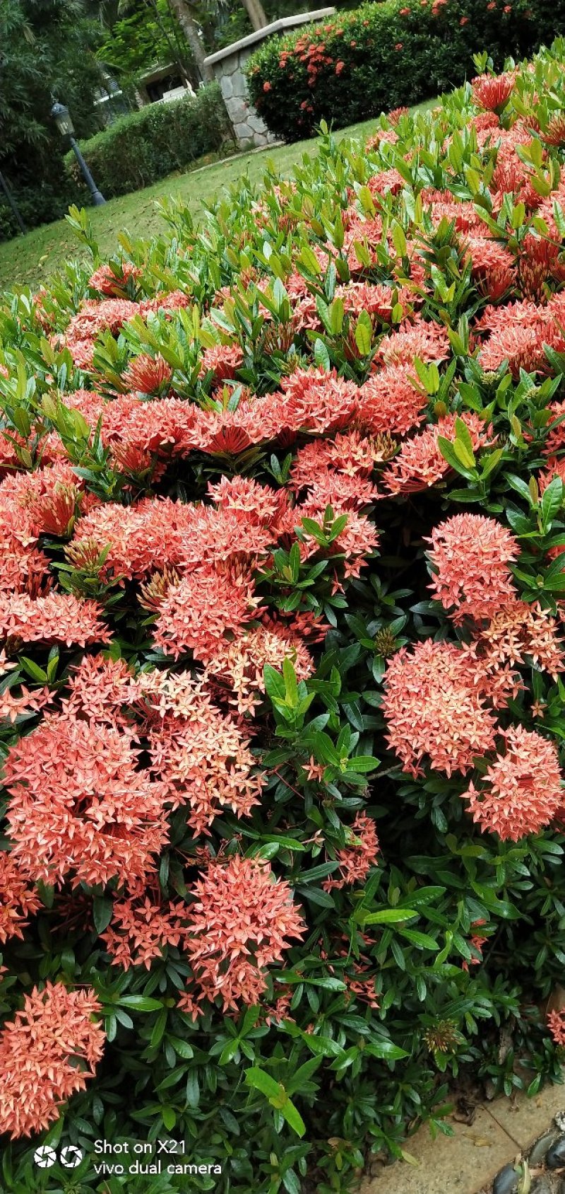 龙船花