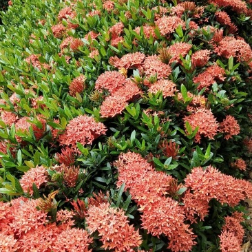 龙船花