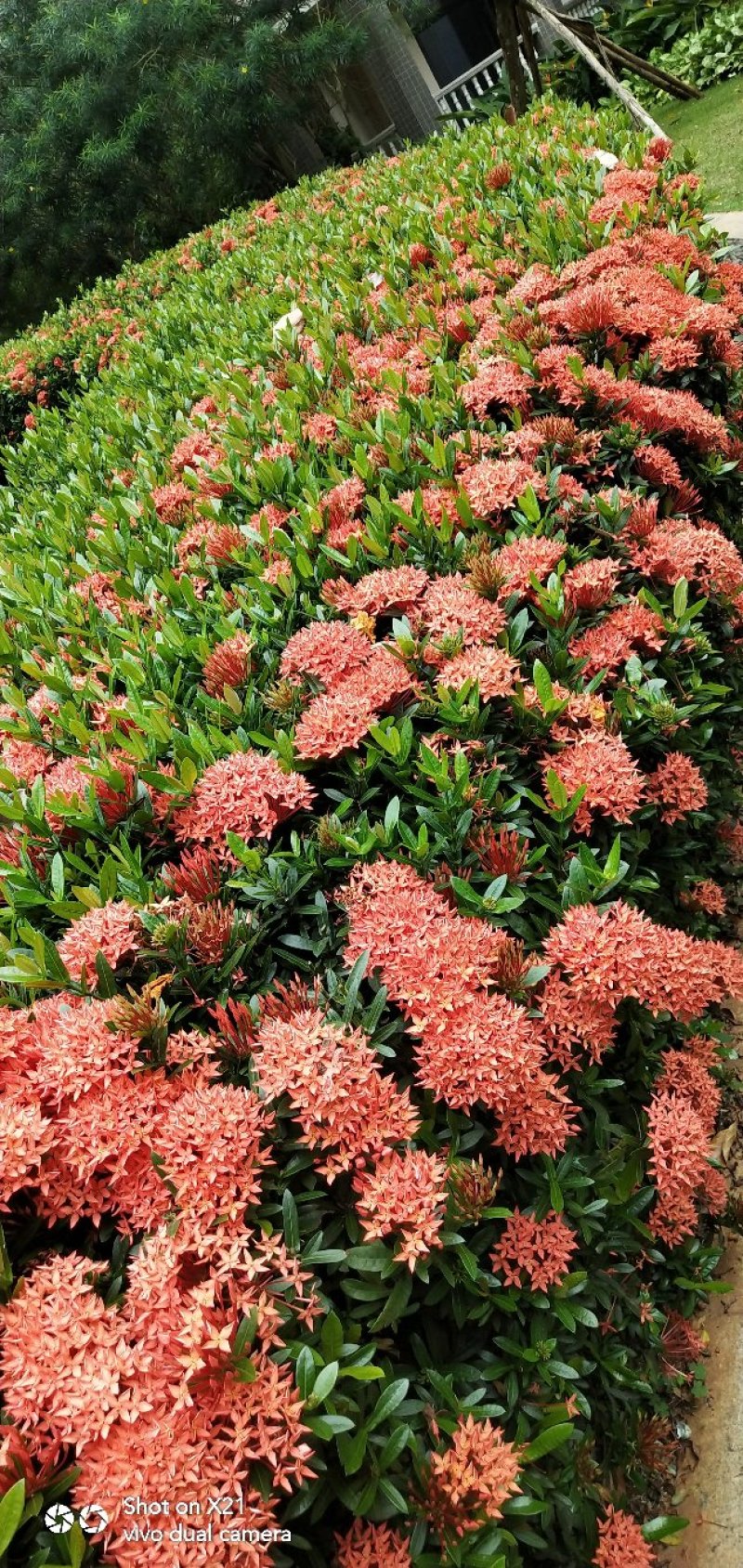 龙船花