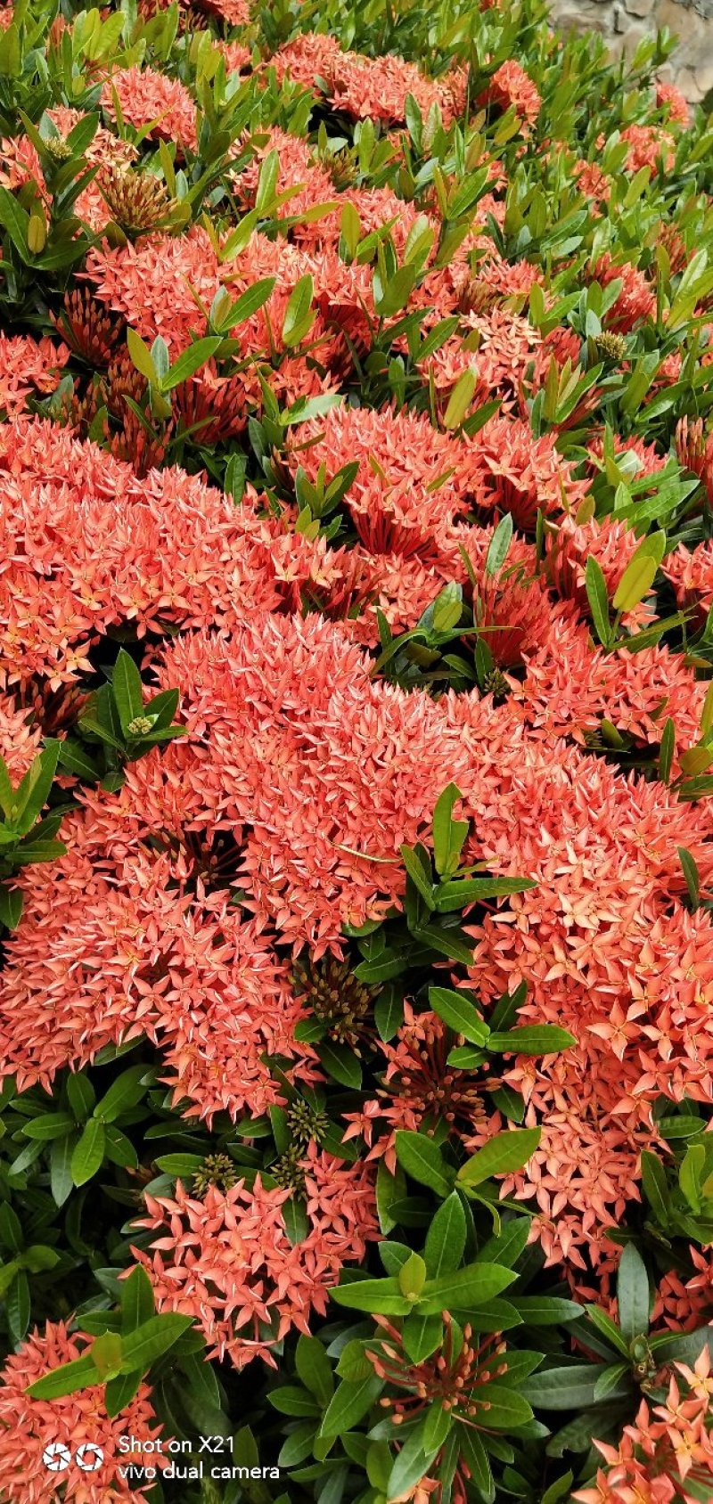 龙船花