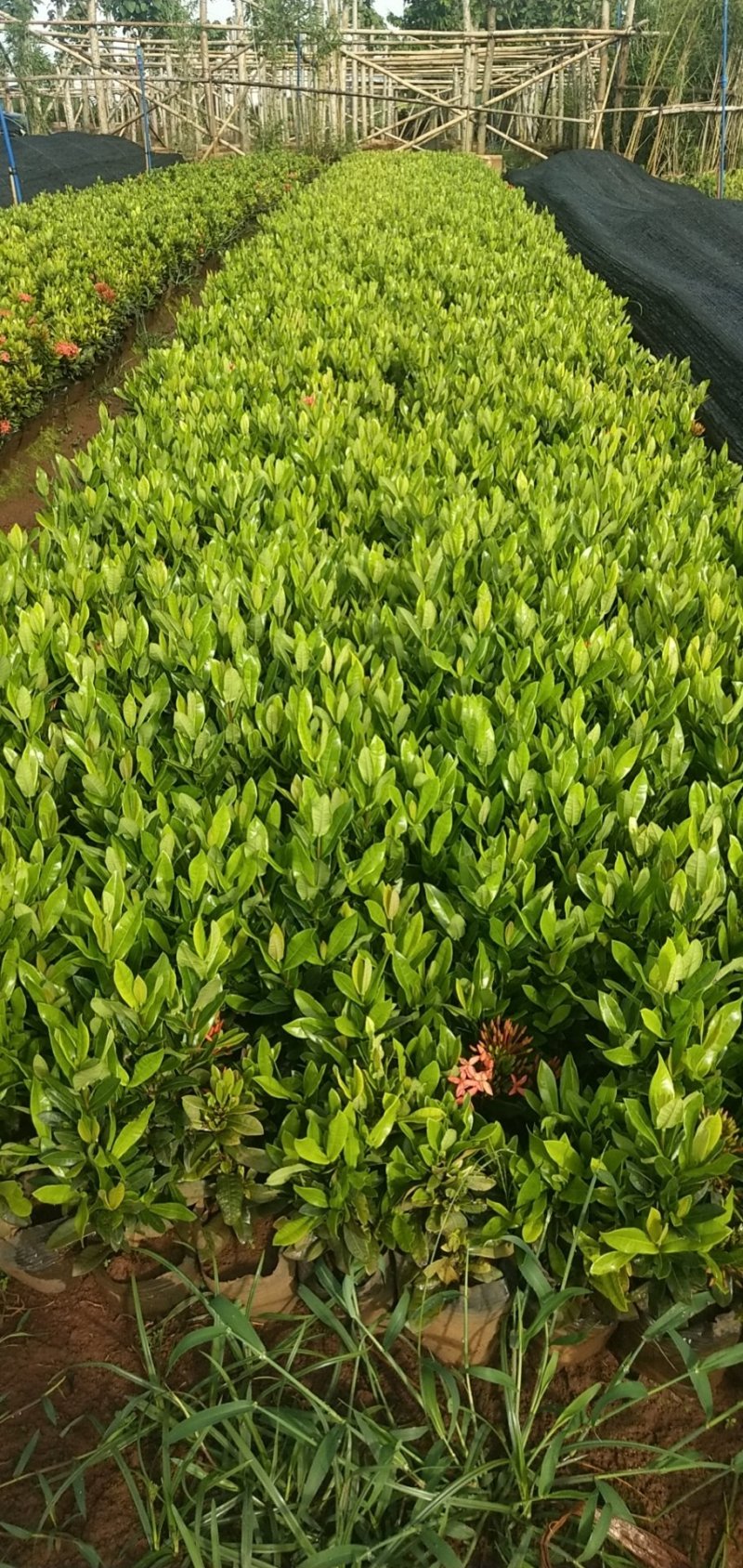 龙船花