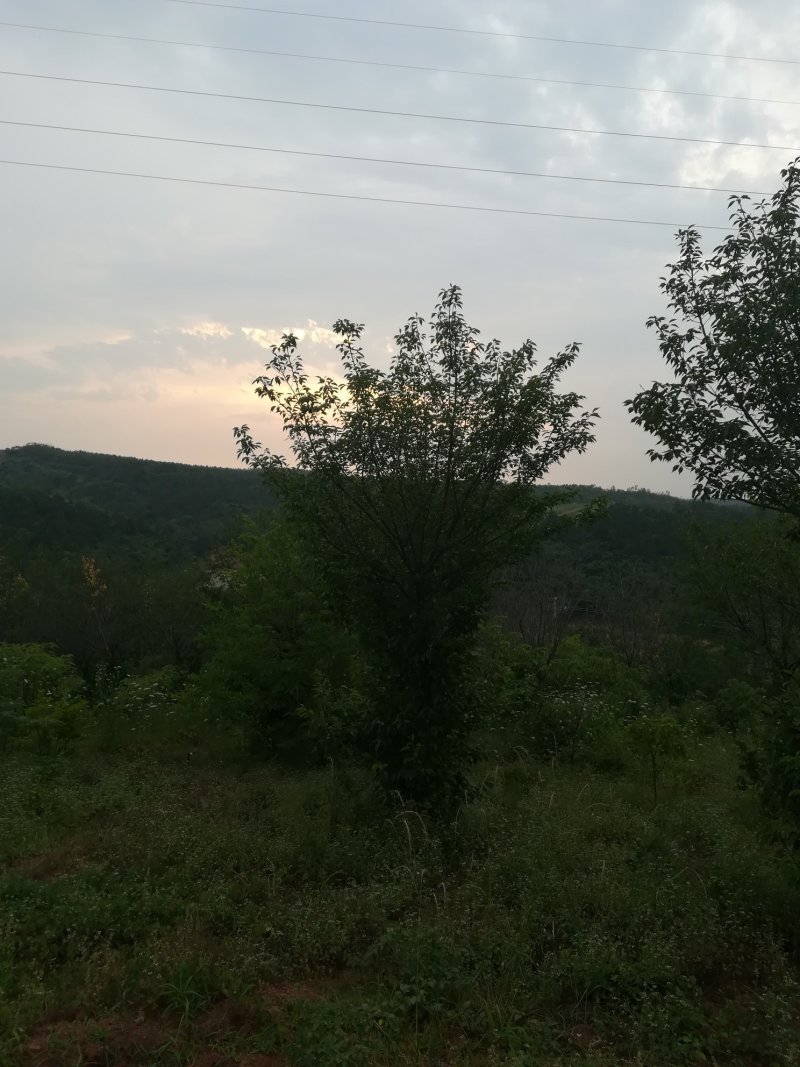 高杆樱花
