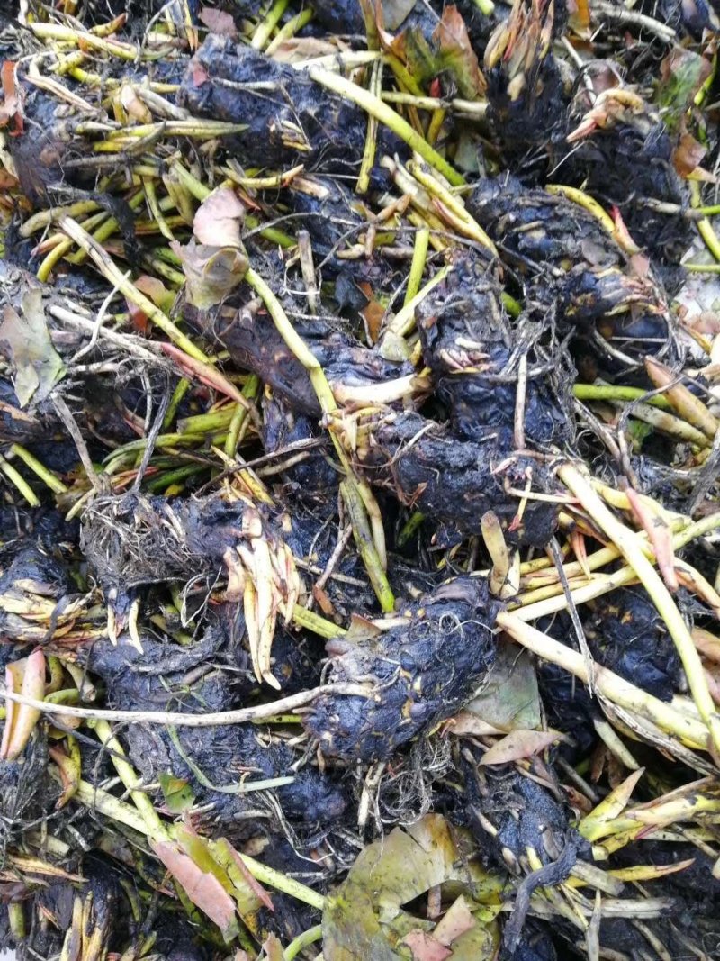 【热卖】河北睡莲种苗，量大从优，可视频看货，欢迎订购