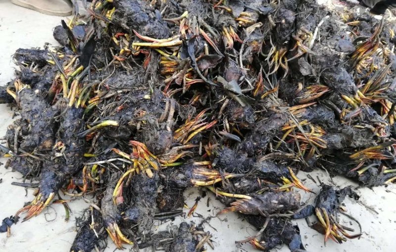 【热卖】河北睡莲种苗，量大从优，可视频看货，欢迎订购