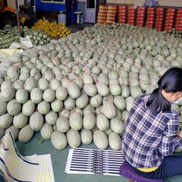 西州蜜耀珑25号。糖度18个，麻纹好，糖度高