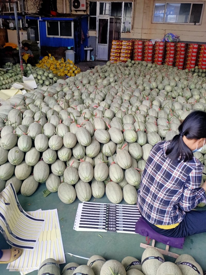 西州蜜耀珑25号。糖度18个，麻纹好，糖度高