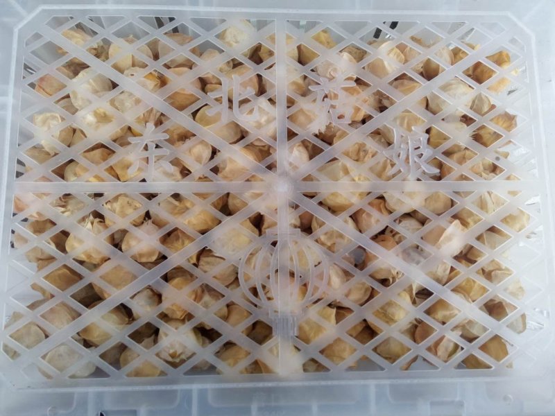 灯笼果