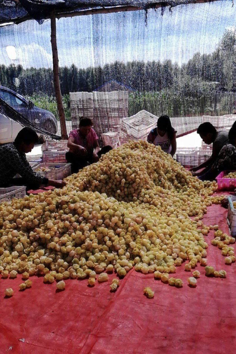 灯笼果
