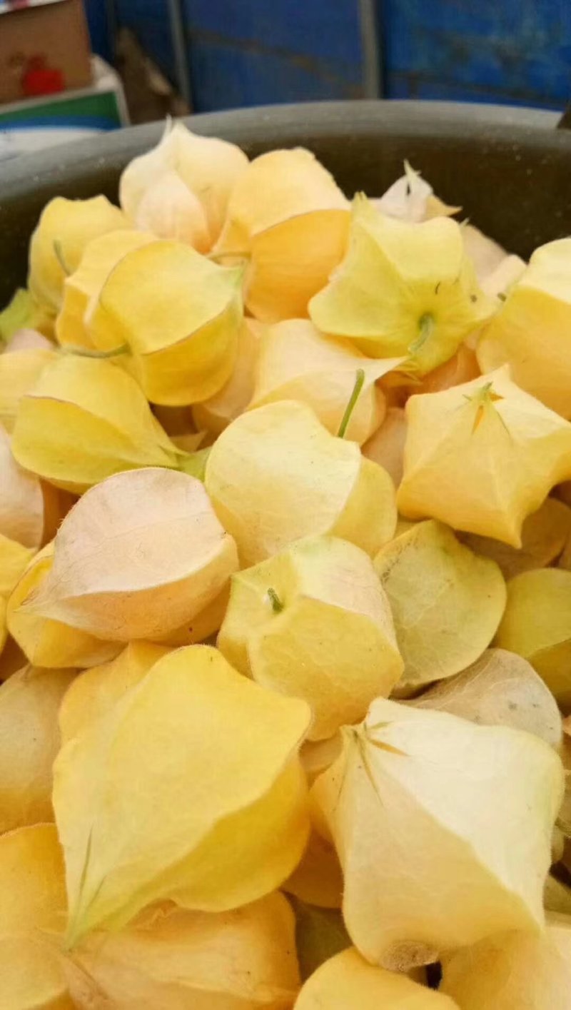灯笼果