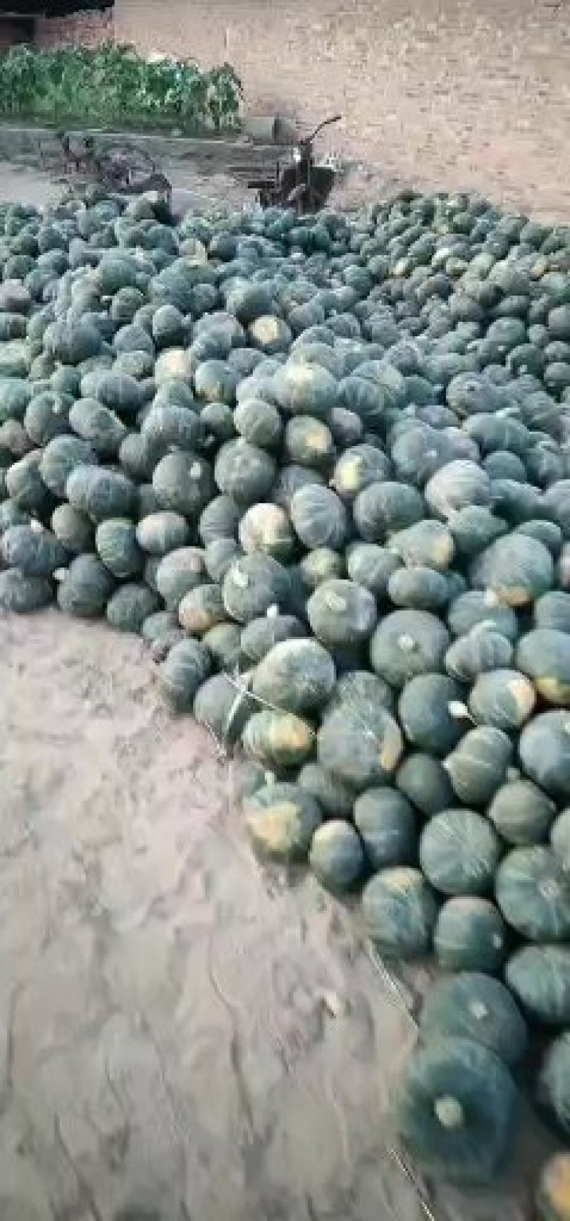 内蒙古绿板栗南瓜专业供货货量大质量过关一手货源