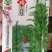 【优质】黑白芝麻种子亩产300/400斤左右出油率高香