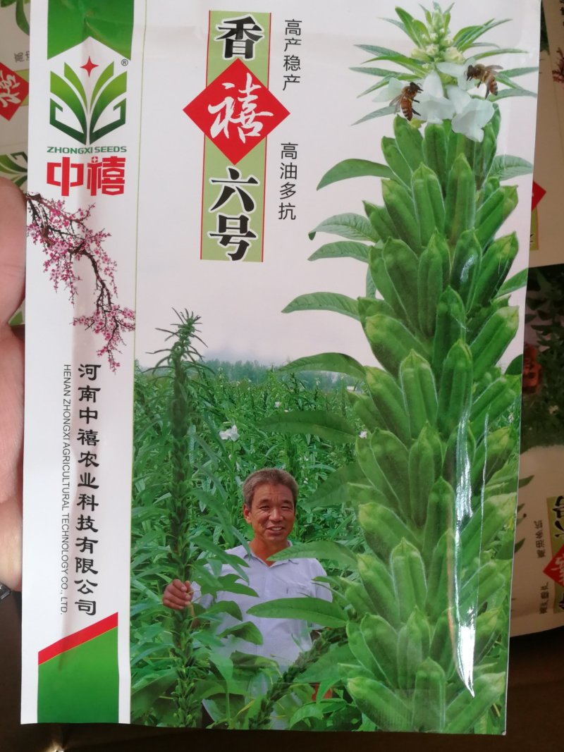 【优质】黑白芝麻种子亩产300/400斤左右出油率高香