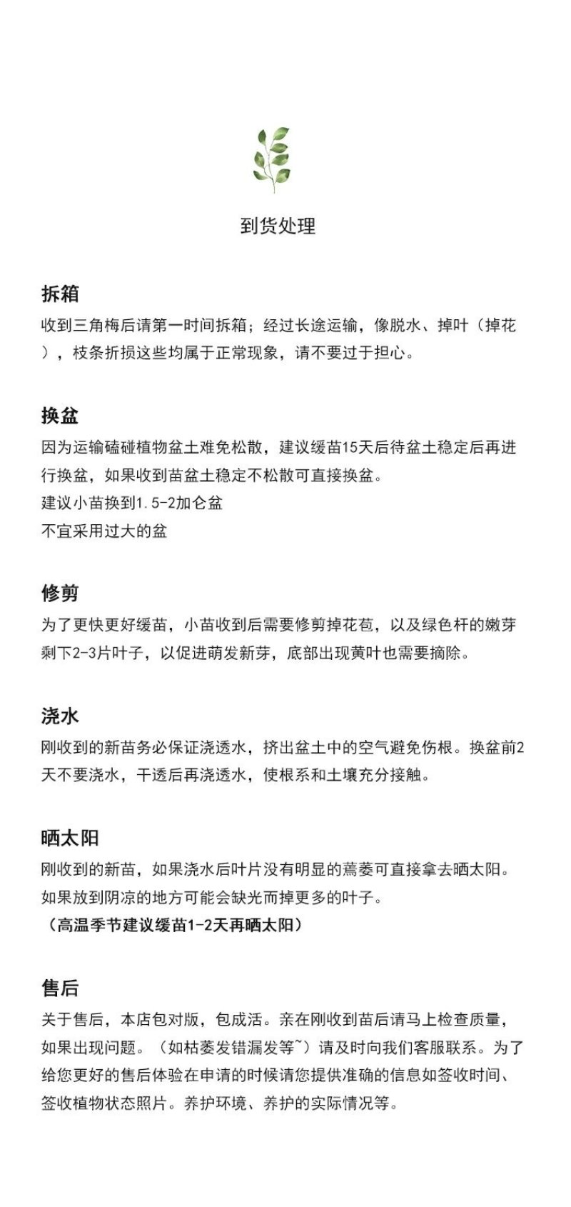 三角梅浅紫色苹果花扦插苗原盆发货盆栽绿植喜阳植物