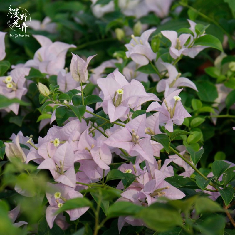 三角梅浅紫色苹果花扦插苗原盆发货盆栽绿植喜阳植物