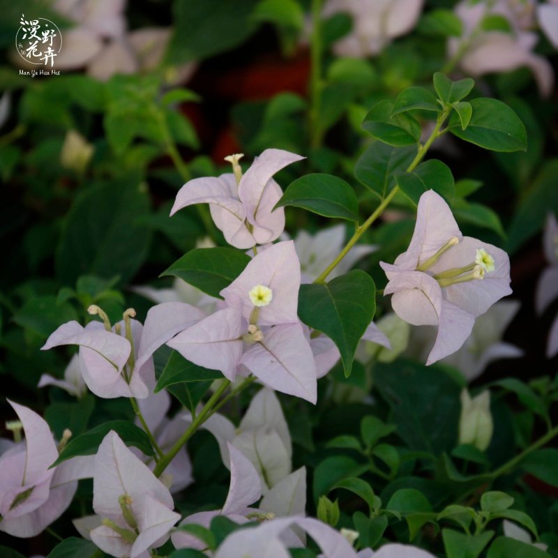 三角梅浅紫色苹果花扦插苗原盆发货盆栽绿植喜阳植物