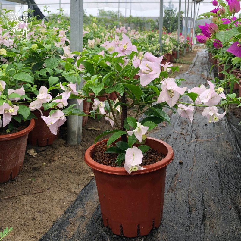 三角梅浅紫色苹果花扦插苗原盆发货盆栽绿植喜阳植物