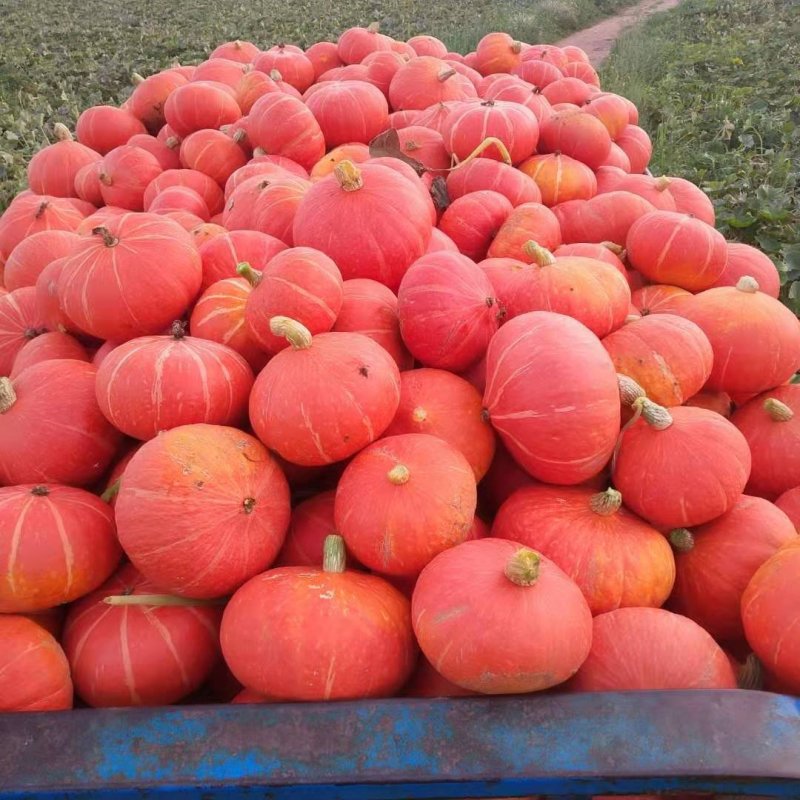 内蒙古红板栗南瓜专业代收品质好货源足一手货源
