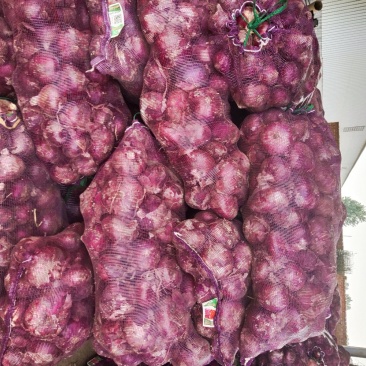 洋葱