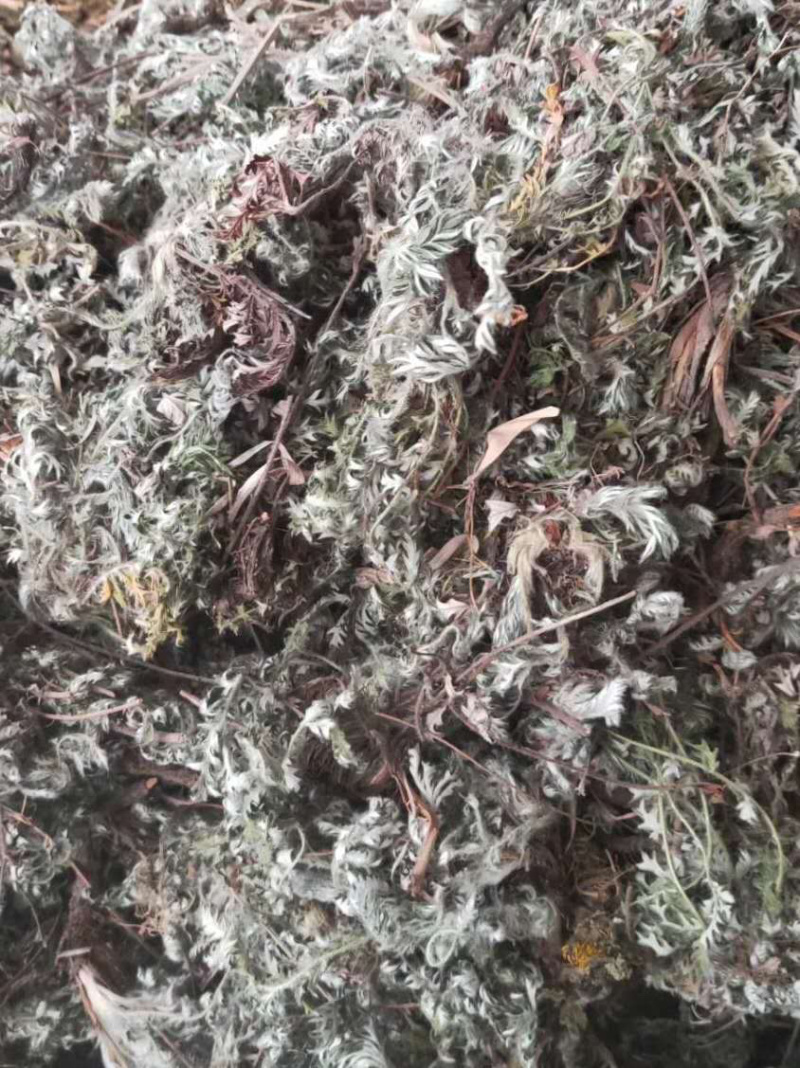 白头翁【包邮】三斤起发货可批量可零售量大从优