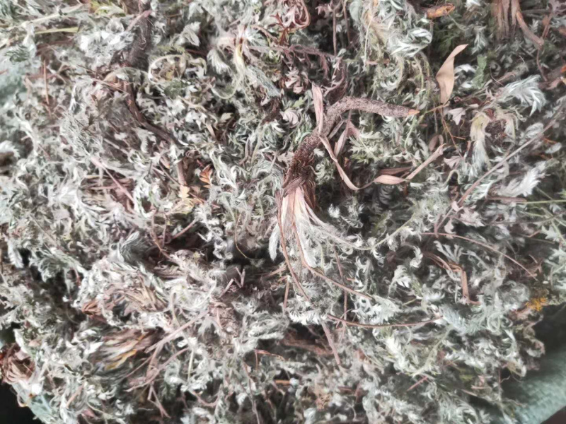 白头翁【包邮】三斤起发货可批量可零售量大从优
