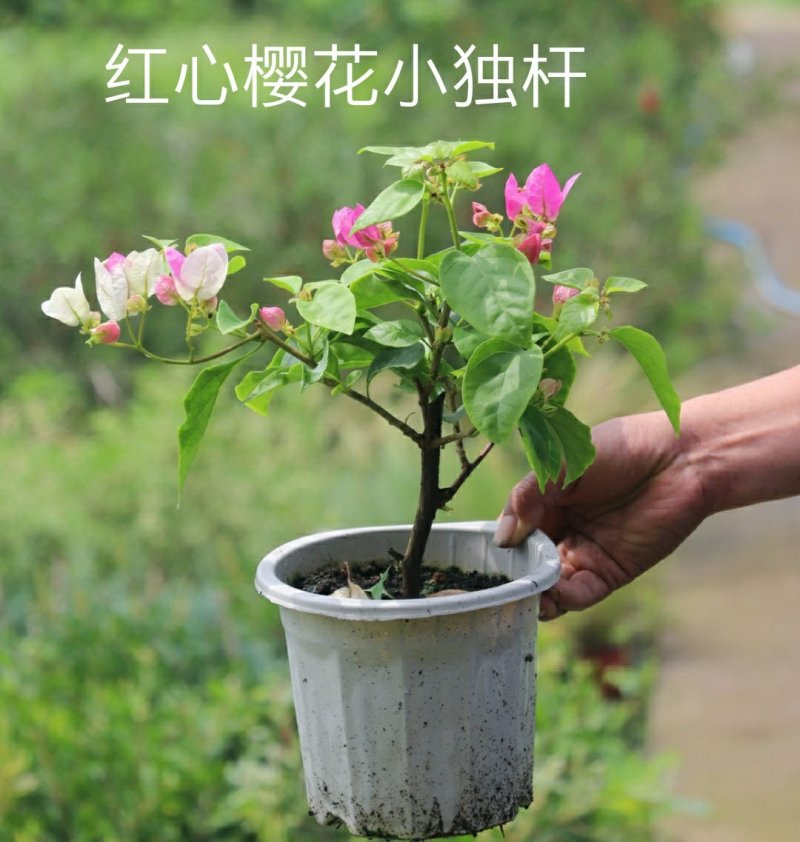 三角梅绿樱、红樱、绿橙，蓝月亮，怡锦等开花盆栽苗