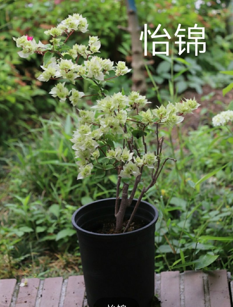 三角梅绿樱、红樱、绿橙，蓝月亮，怡锦等开花盆栽苗